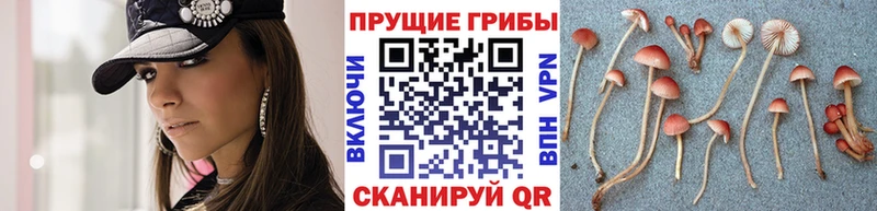 Галлюциногенные грибы Psilocybe  Нижний Новгород 